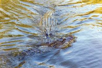 Feeding of alligators in their natural habitat. Swamps of Louisiana. Rich wildlife in the New