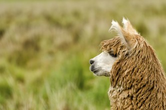 Alpaca