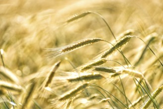 Grain in a field in Europe in July