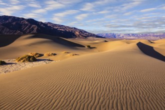 Mesquite Flat Sand Dunes in Death Valley. Small bushes grow in the valleys between the barkhans.