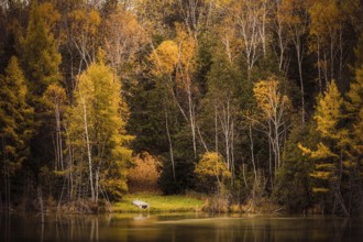 A serene pond reflects the vibrant yellow autumn forest surrounding it in the Ottawa River valley