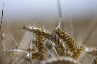 Close-up of ears of wheat in a large, blurred wheat field in sunshine, Coxhill, Shepherdswell,