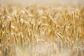 Golden ears of wheat in a field of soft sunlight point to a rich harvest, Coxhill, Shepherdswell,