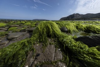 Rocks overgrown with seaweed and aquatic plants on the beach at the edge of Snowdonia National