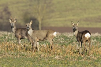 Roe deer (Capreolus capreolus)