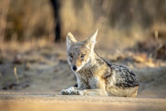 Black-backed jackal laying in the sand in the Welgevonden game reserve, South Africa, Africa