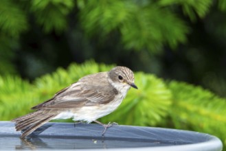 Grey flycatcher (Muscicapa striata)