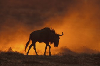 White bearded wildebeest (Connochaetes taurinus)