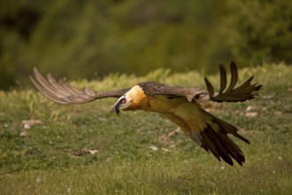 Bearded vulture, flying (Gypaetus barbatu)