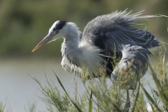 Grey heron (Ardea cinerea)