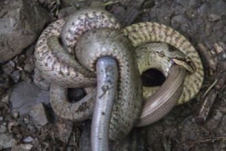 Smooth snake (Coronella austriaca)