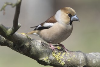 Hawfinch (Coccothraustes coccothraustes)