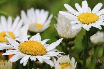 Daisies (leucanthemum vulgare)
