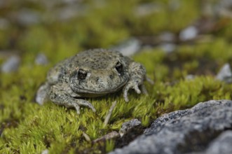 Midwife toad (Alytes o. obstetricans)