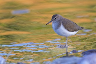 Common sandpiper, sandpiper (Actitis hypoleuco), biotope, habitat, foraging, Lesvos, Greece, Europe