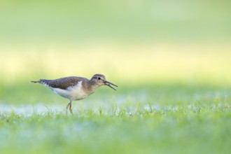 Sandpiper, sandpiper (Actitis hypoleucos), snipe family, snipe, biotope, habitat, foraging in a wet