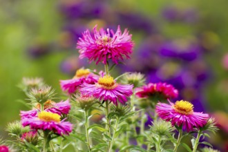 September herb - Aster ericoides