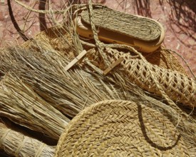 Esparto halfah grass used for crafts as cords basketry and espadrilles