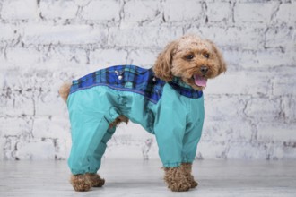 Small funny dog of brown colour with curly hair of toy poodle breed posing in clothes for dogs.
