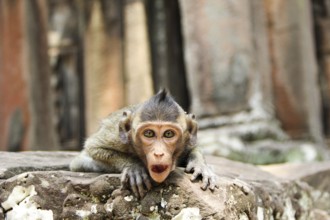 Monkey in the temple complex of Angkor Wat, Cambodia, Asia
