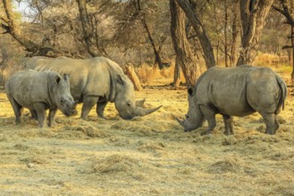 Family of white rhinos. Omaruru reserve, Namibia Africa
