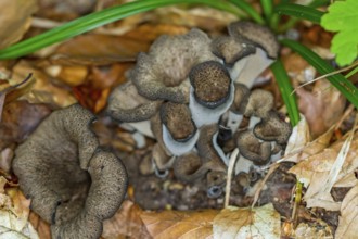 Dead trumpet (Craterellus cornucopioides)