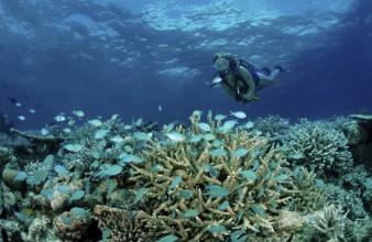 Diver at coral reef with coral fish, Chromis viridis, Maldives, Indian Ocean, Meemu Atoll, Asia