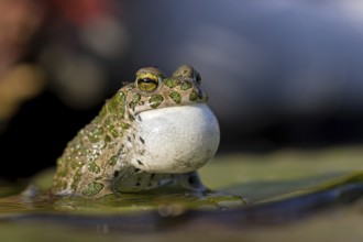Green toad, Green toad, House toad, Variable toad, Village toad, Variegated toad, (Bufotes