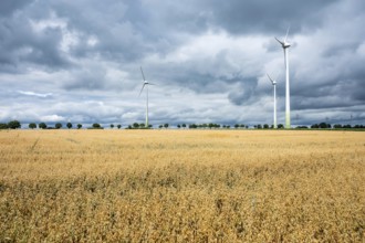 Golden wehat fields and energy generation by wind mills at the German countryside, Bredenau, Lower