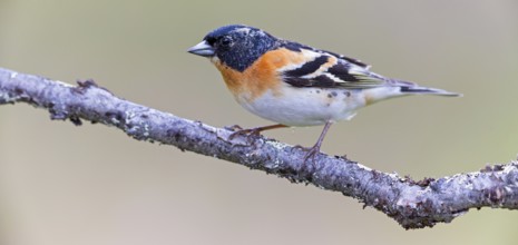 Mountain finch, Northern finch, finch family, (Fringilla montifringilla), animals, birds,