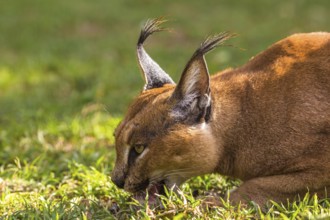 Profile Portrait of a Caracal in the grass eating, South Africa, Africa