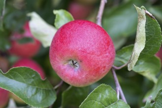 Ostener Kaiserapfel, German apple cultivar, Germany, Europe