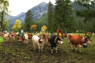 Cattle farmer and cow walk downhill before wintertime
