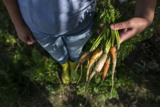 Carrots from small organic farm. Woman farmer hold multi colored carrots in a garden. Concept for