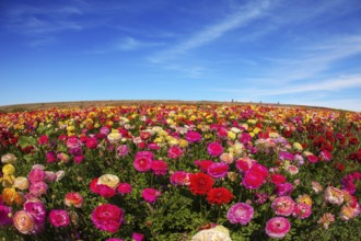 Flowers are grown for export in the Nordic countries. Spring flowering garden large buttercups -