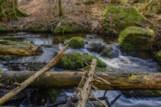 Small watercourses with branches in the forest, surrounded by moss and natural tranquillity,