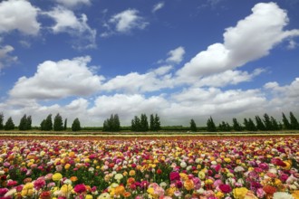 Flower kibbutz on the border with the Gaza Strip. Spring flowering buttercups. The magnificent