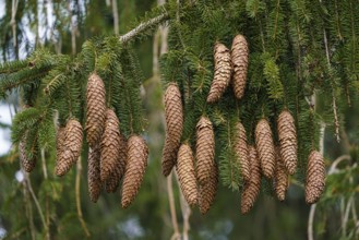 Green spruce branches with needles and many cones. Many cones on spruce