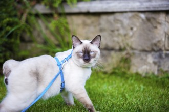 Close-up of an adult Mekong Bobtail cat posing on green grass outside. A cat walks on a green lawn
