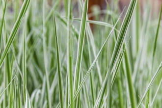 Ornamental grass, Leoben, Styria, Austria, Europe