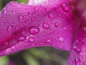 Close-up of a purple flower with raindrops, weseke, westphalia, germany