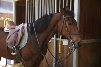 Brown horse in stable door rigged with saddle and reins