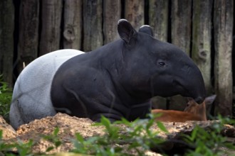 Sumatran tapir resting in captivity