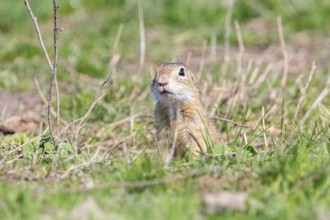 Souslik (Spermophilus citellus) European ground squirrel in the natural environment