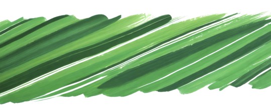 Abstract green brush stroke on white background. Texture of strokes of colored paint