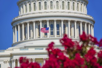 Capitol building Washington DC pink flowers garden USA congress US