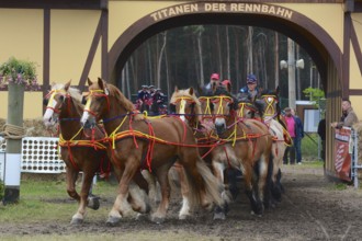 Cold-blooded horses as the titans of the race in Brück, Brandenburg