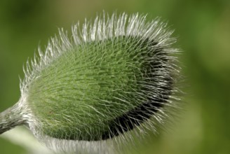 Red poppies have a special expressiveness from the bud to the seed capsule. Field poppy in green