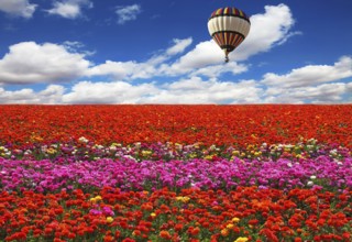 The huge balloon flying over colorful floral field. Flowers and seeds are grown for export