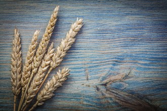 Wheat rye ears on wooden board copy space food and drink concept